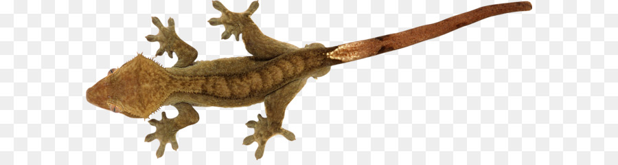 Lagarto，Répteis PNG