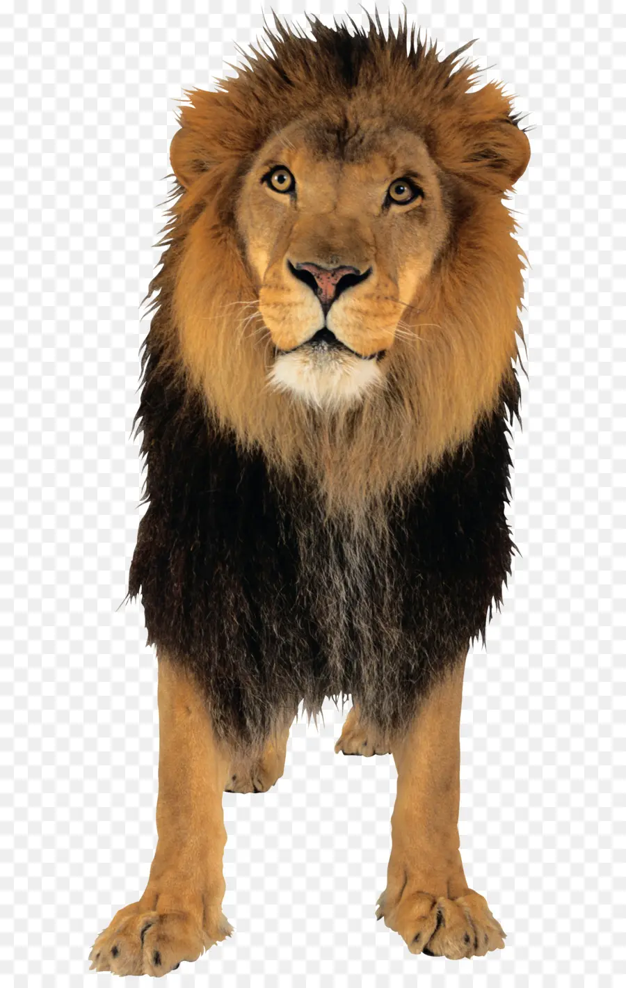 Leão，Lionhead Coelho PNG