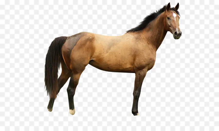 Cavalo，Eohippus PNG