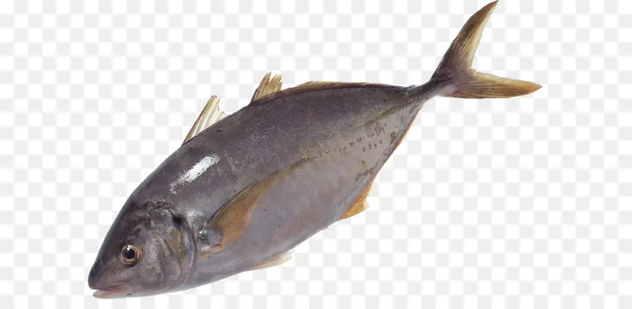 Peixinho，Peixe PNG