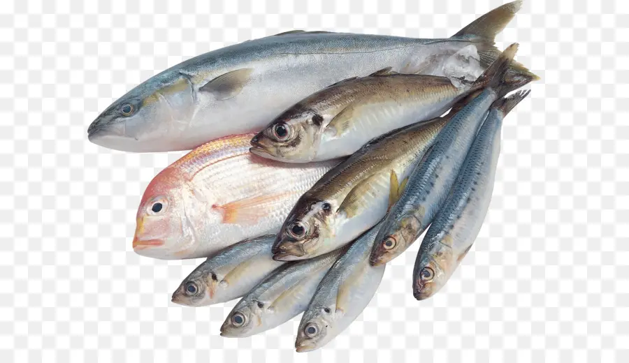 Peixe，água Salgada Peixe PNG