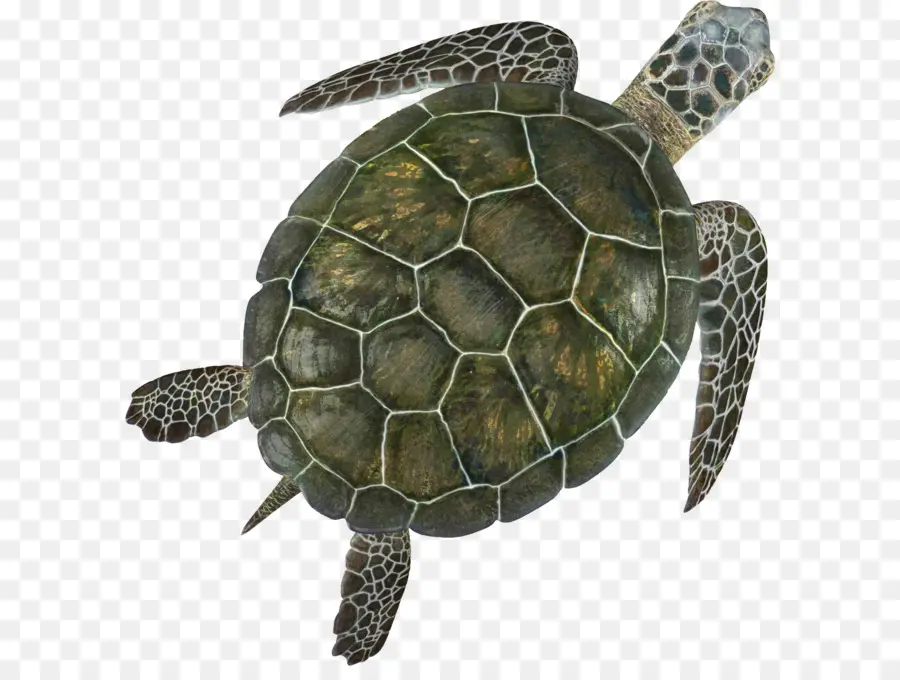 Turtle，Caixa Tartaruga PNG