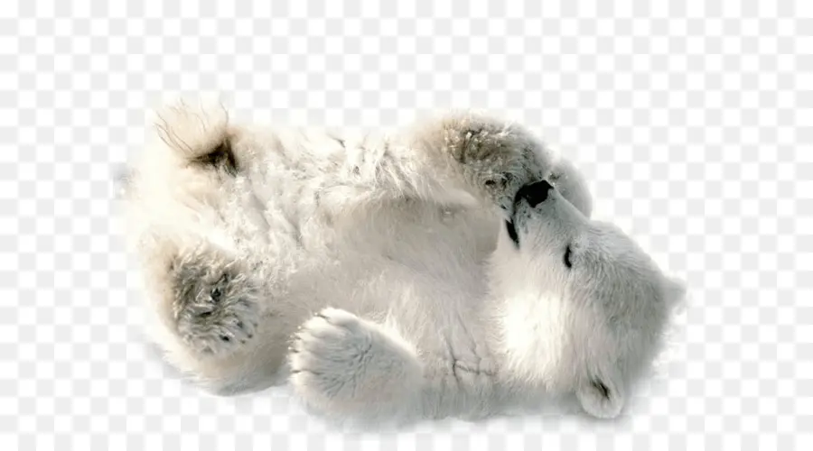 Polar Urso，Bebê Polar Bear PNG