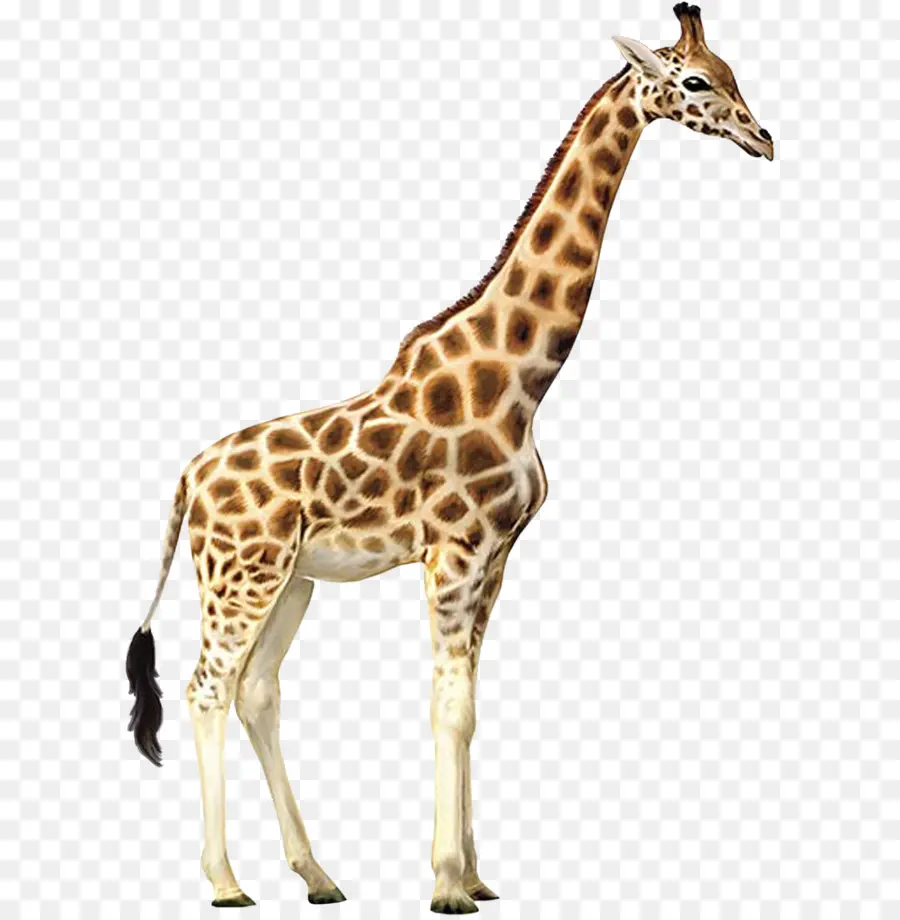 Girafa，Alto PNG