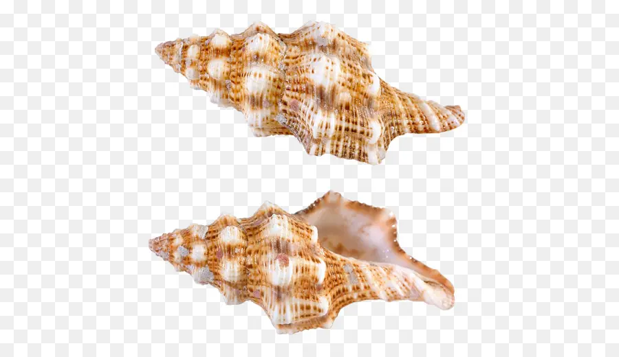 Seashell，Caracol PNG