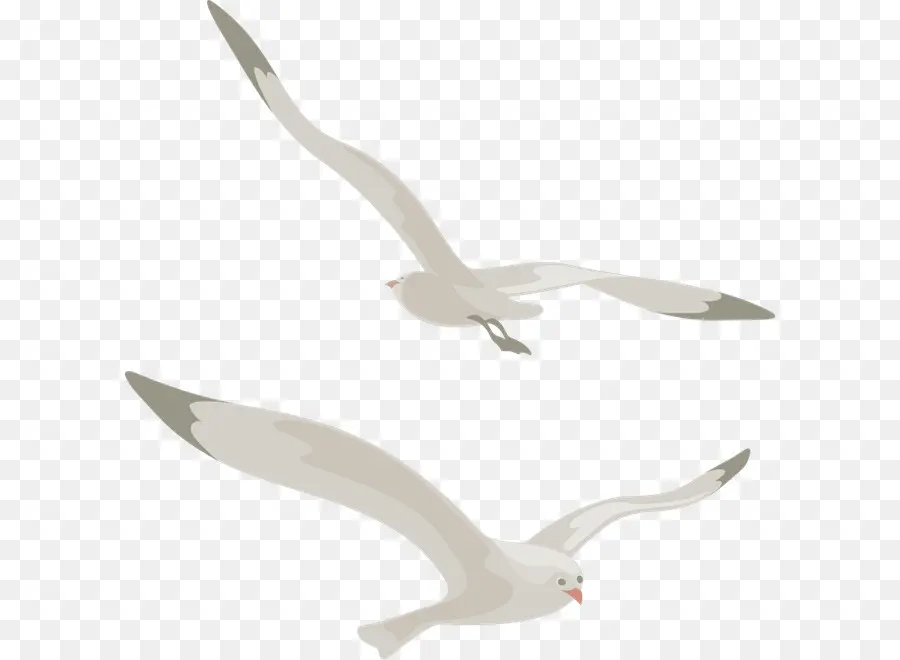 Gaivotas，Vôo PNG