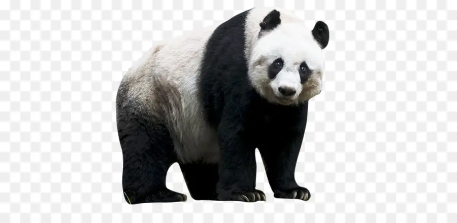 Sichuan Gigante Panda Santuários，Giant Panda PNG