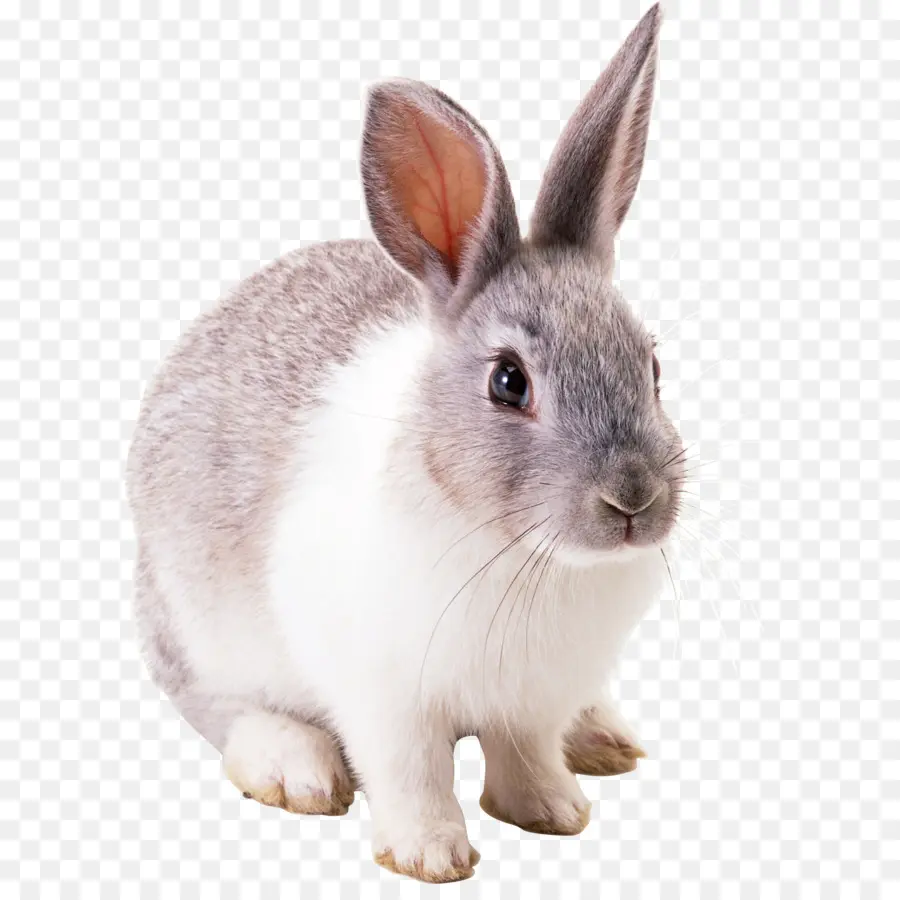 Angora Coelho，Lebre PNG