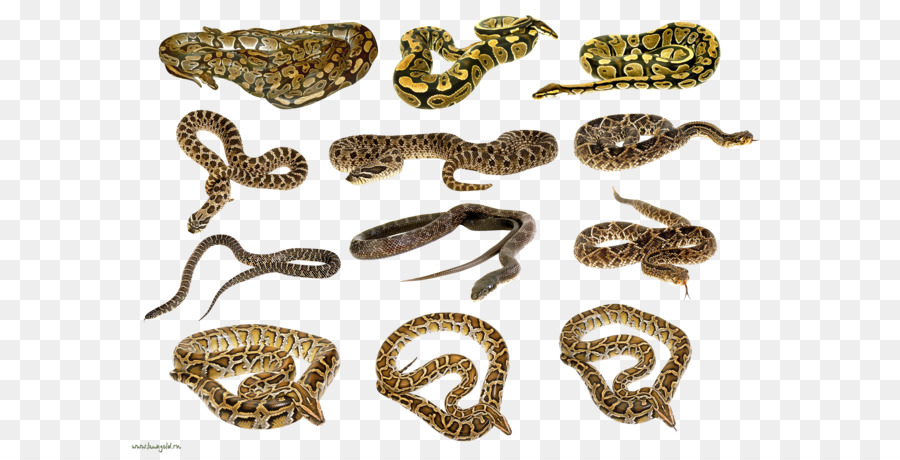 Cobras，Répteis PNG