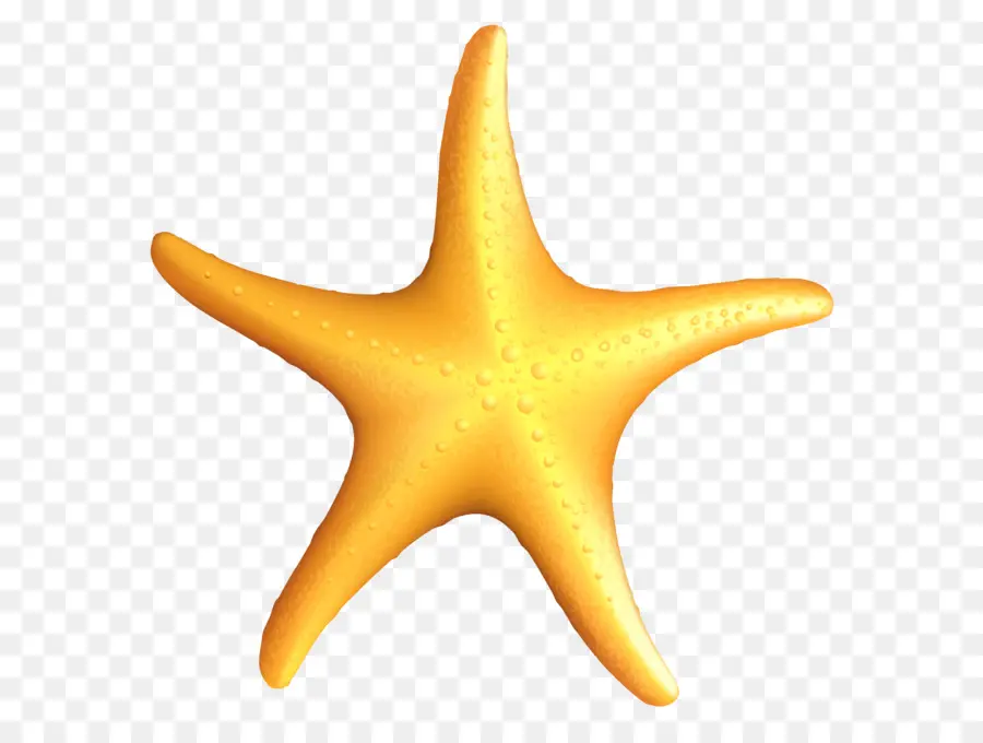 Um Mar De Estrelas，Estrela Do Mar PNG