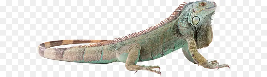 Lagarto，Verde Iguana PNG