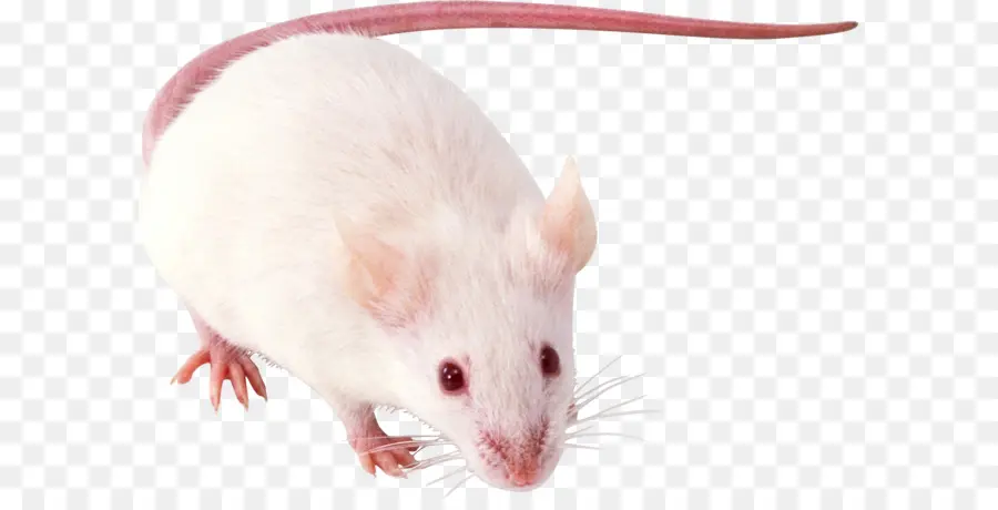 Rato Branco，Roedor PNG