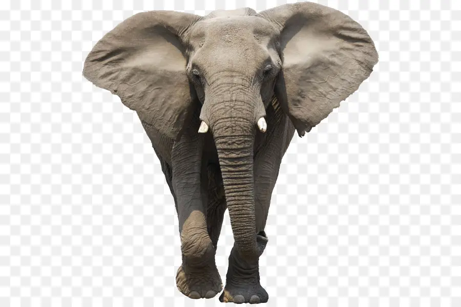 Afro Bush Elefante，Sul Luangwa Nacional Park PNG