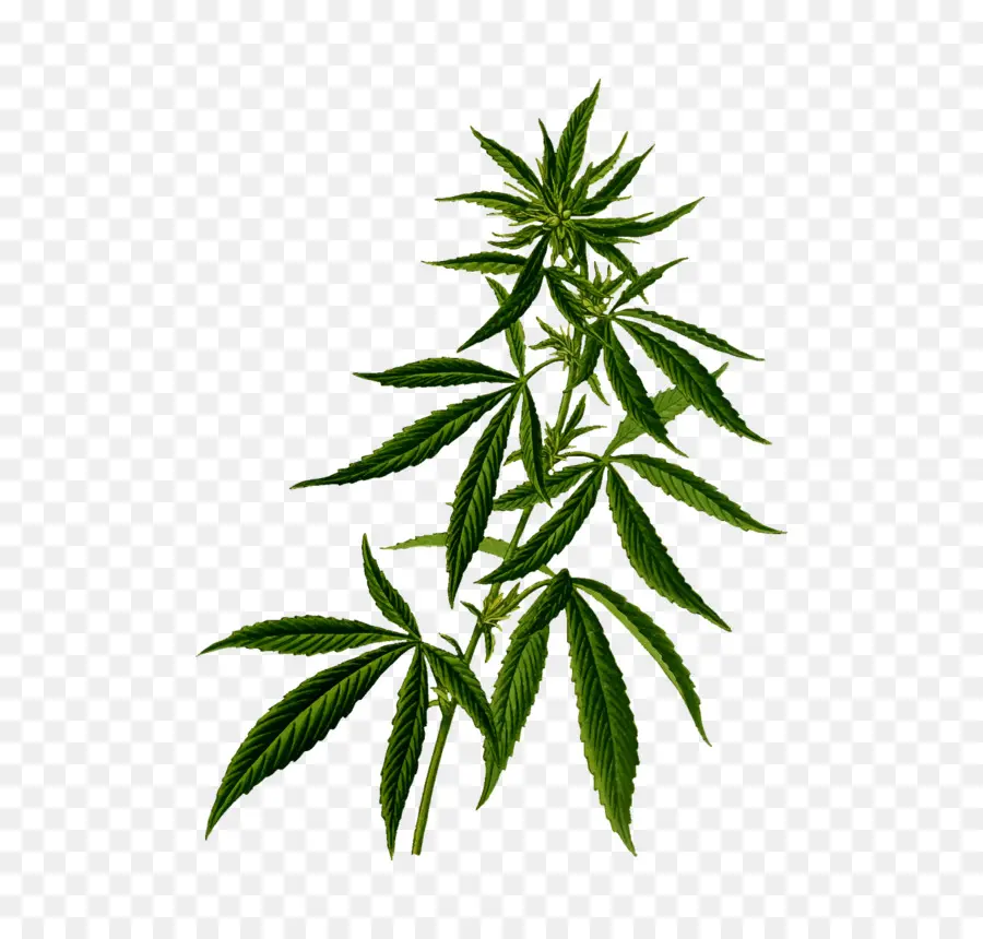 Cannabis，O Consumo De Cannabis Sativa PNG