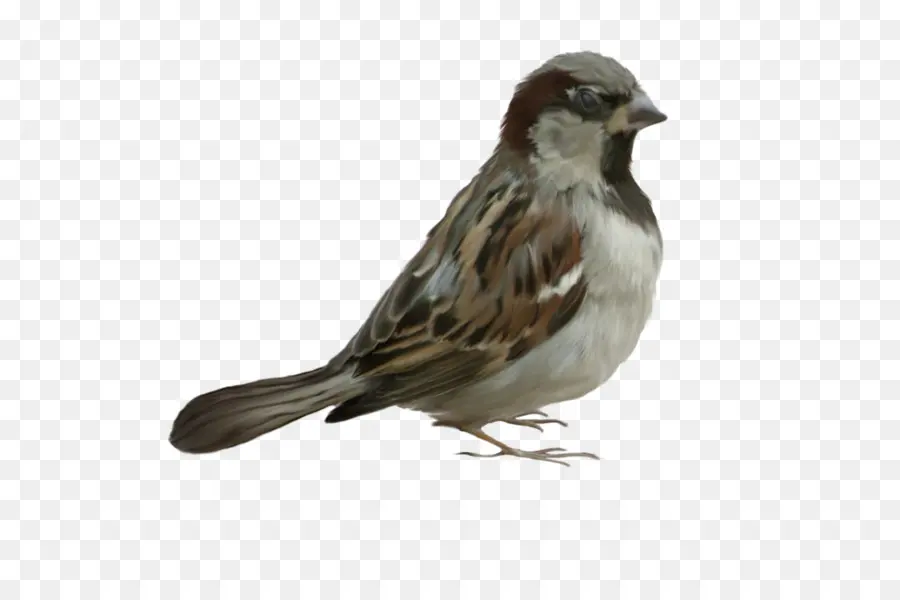 Aves，Casa Sparrow PNG