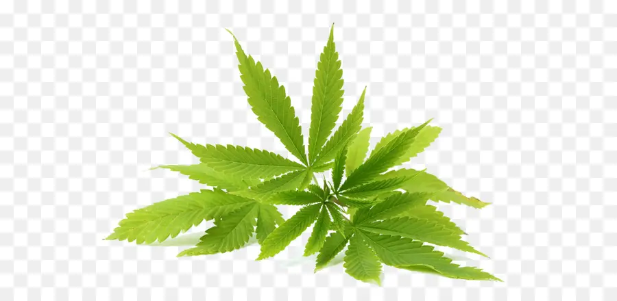 O Consumo De Cannabis Sativa，Cannabis PNG