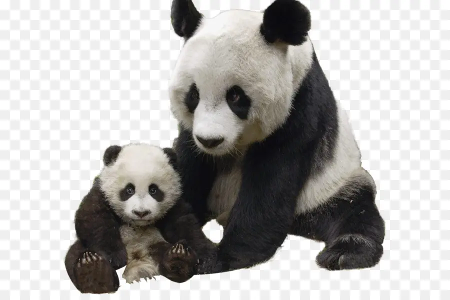 Giant Panda，Vermelho Panda PNG