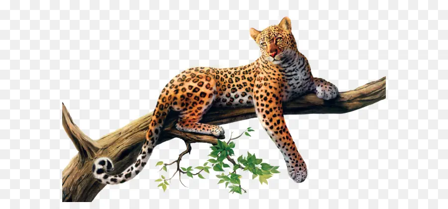 Leopard，Cheetah PNG