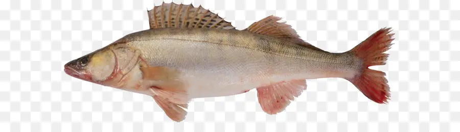 Peixe Salmão，Peixe PNG