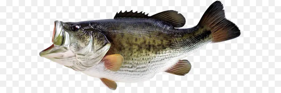 Troféu Bass，Bass Pesca PNG