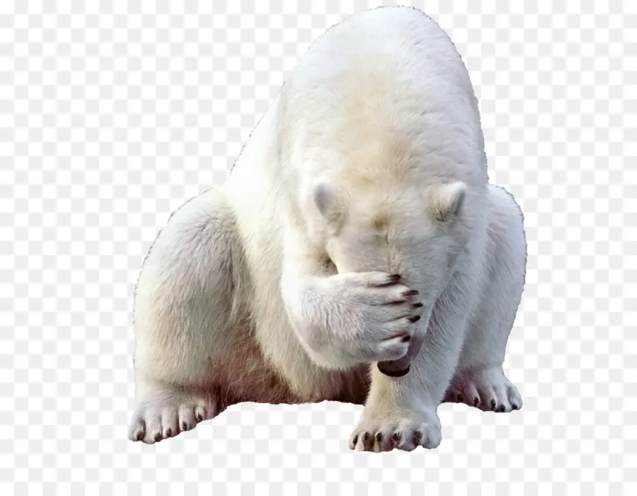 Polar Urso，Kodiak Urso PNG