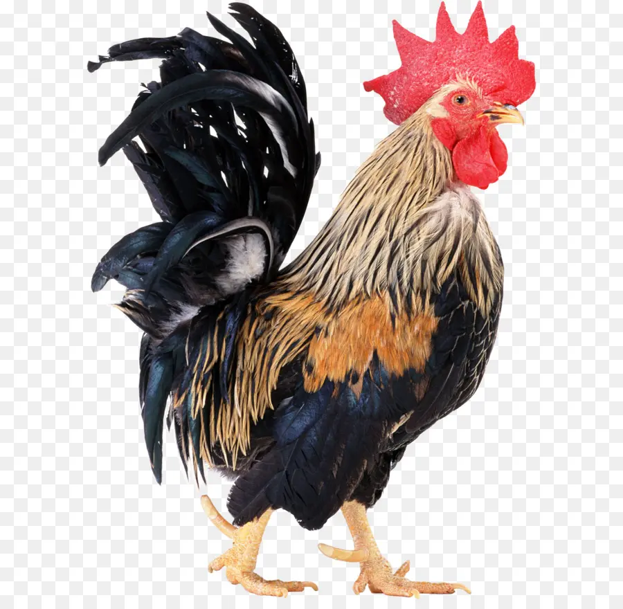 Frango，Galo PNG