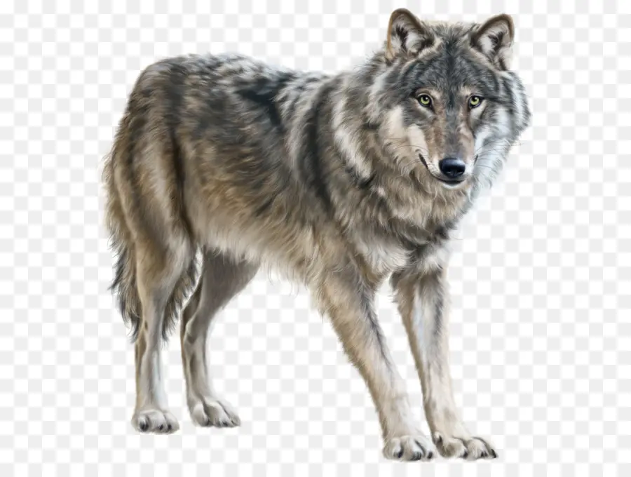 Yukon Lobo，Eurásia Lobo PNG