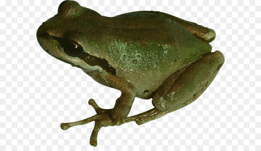 Sapo Verde，Anfíbio PNG