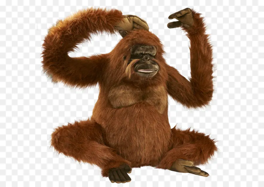 Gorila，De Primatas PNG