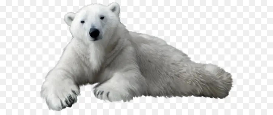 Polar Urso，Urso PNG