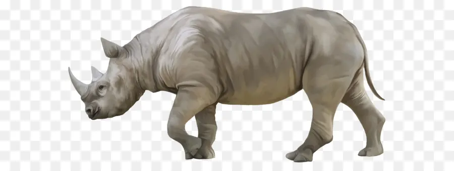 Rinoceronte，Hipopótamo PNG