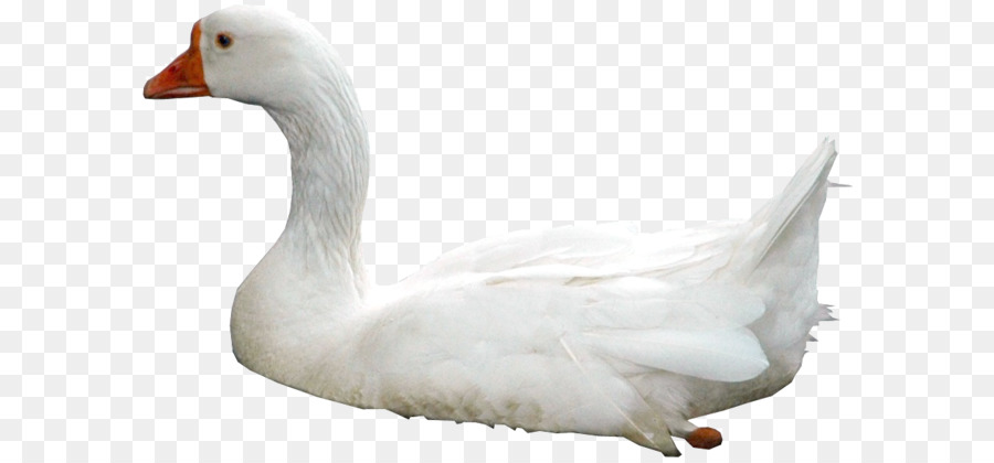 Cisne，Pássaro PNG