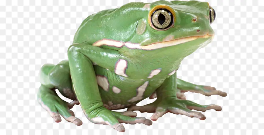 Sapo，Computador ícones PNG