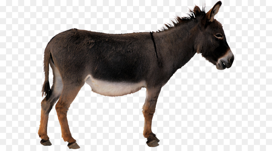 Imagens Burro PNG e Vetor, com Fundo Transparente Para Download Grátis