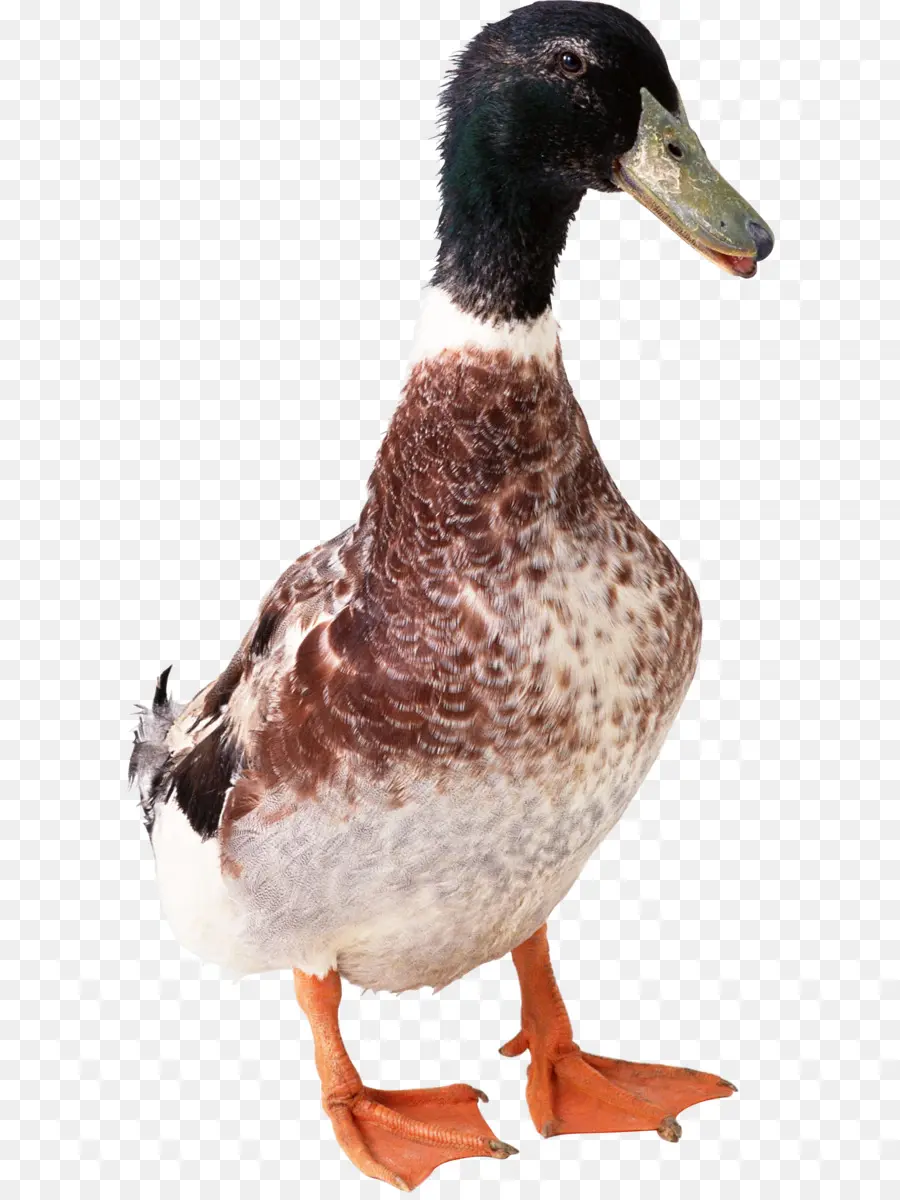 Pato，Pássaro PNG