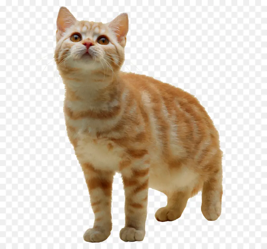 Gato Laranja，Gatinho PNG