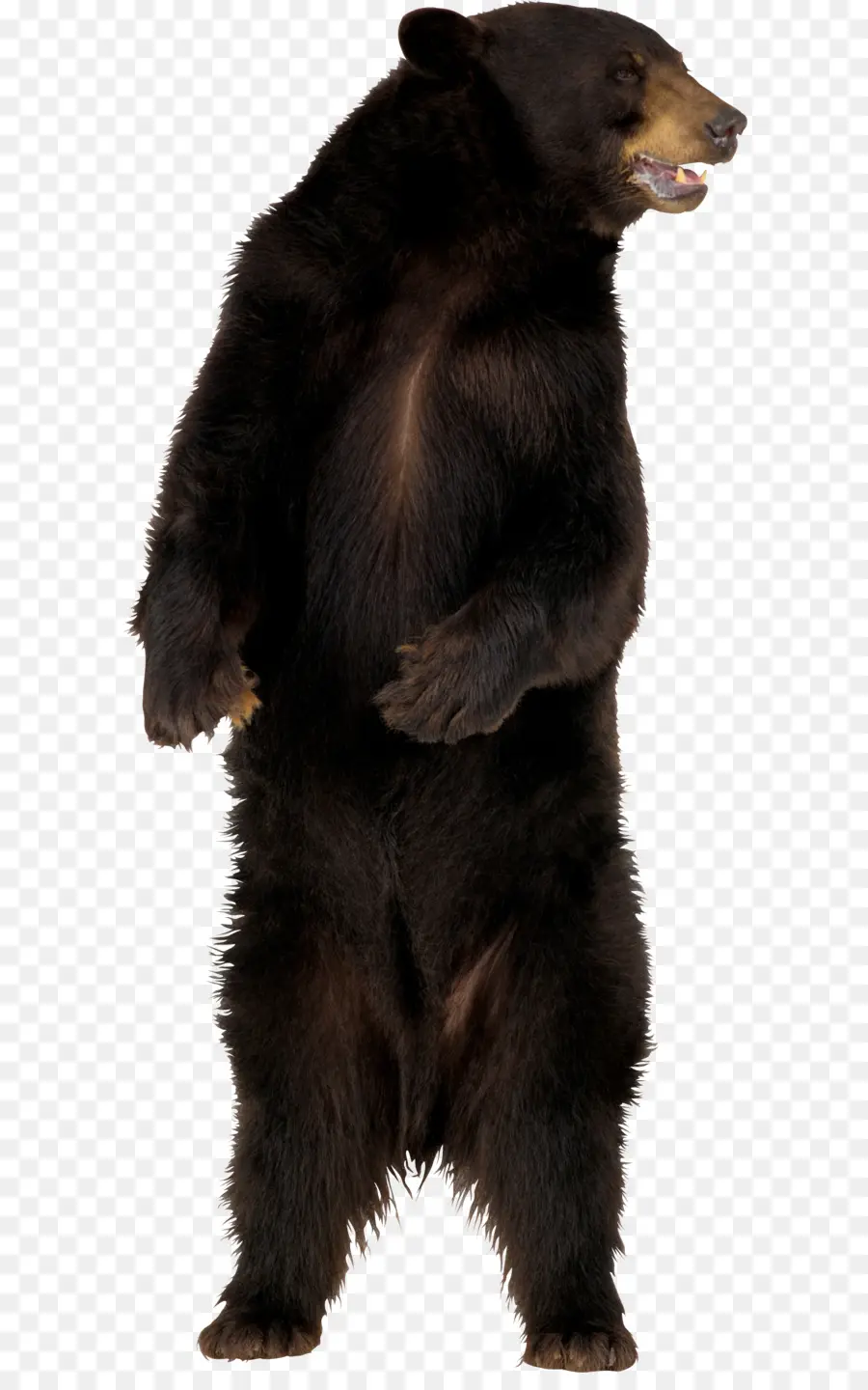 Urso，Americana Preto Urso PNG