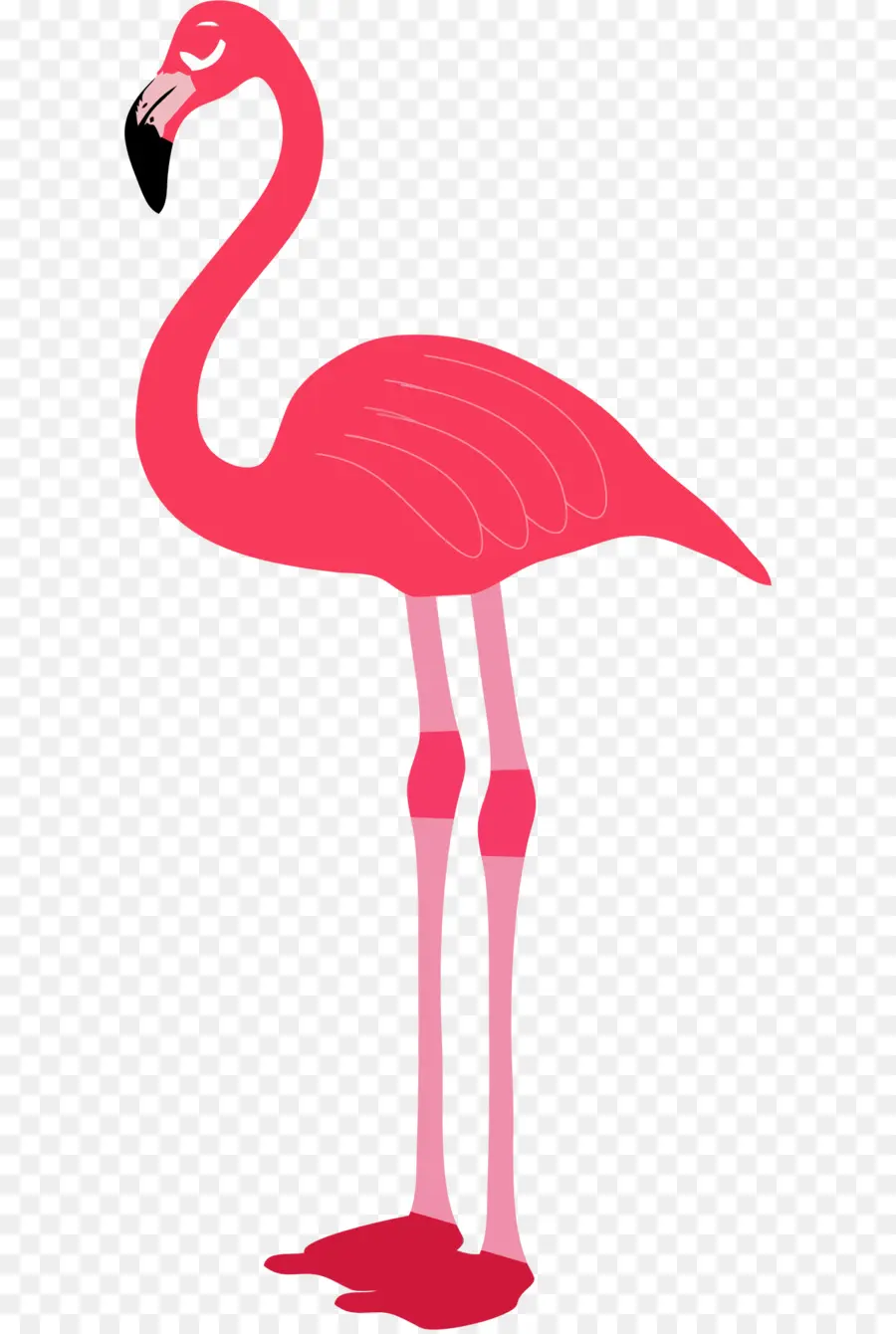 Flamingo，Download PNG