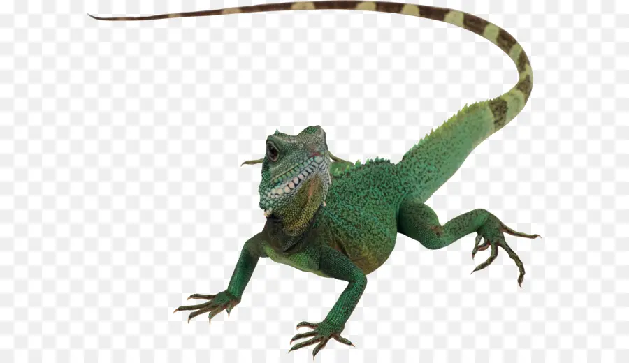 Lagarto Verde，Réptil PNG