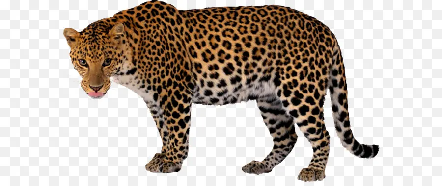 Leopard，Snow Leopard PNG