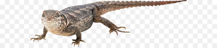 Lagarto，Réptil PNG