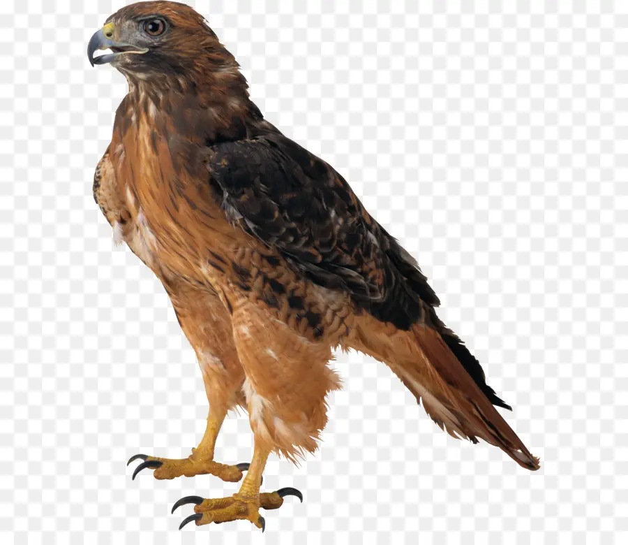 Aves，Falcão PNG