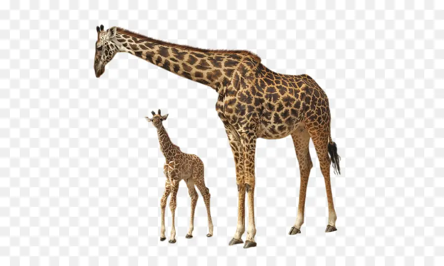 Girafa E Bebê Girafa，Animal PNG