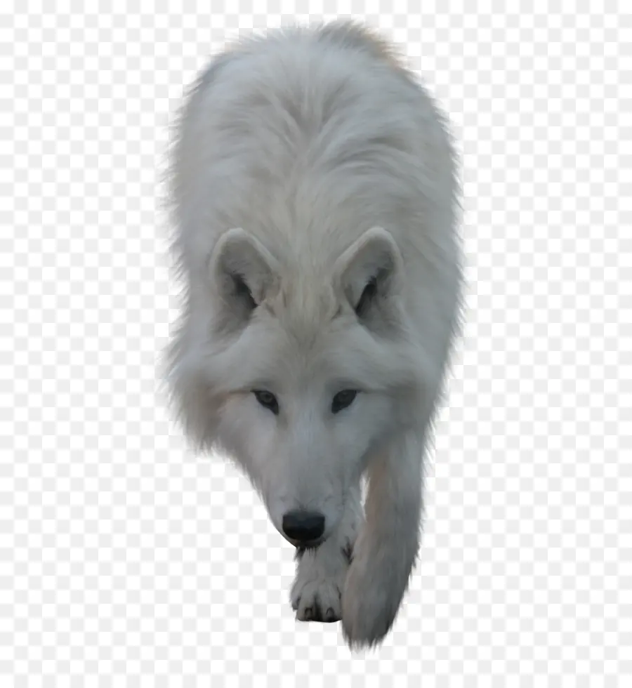 Cachorro，Arctic Wolf PNG
