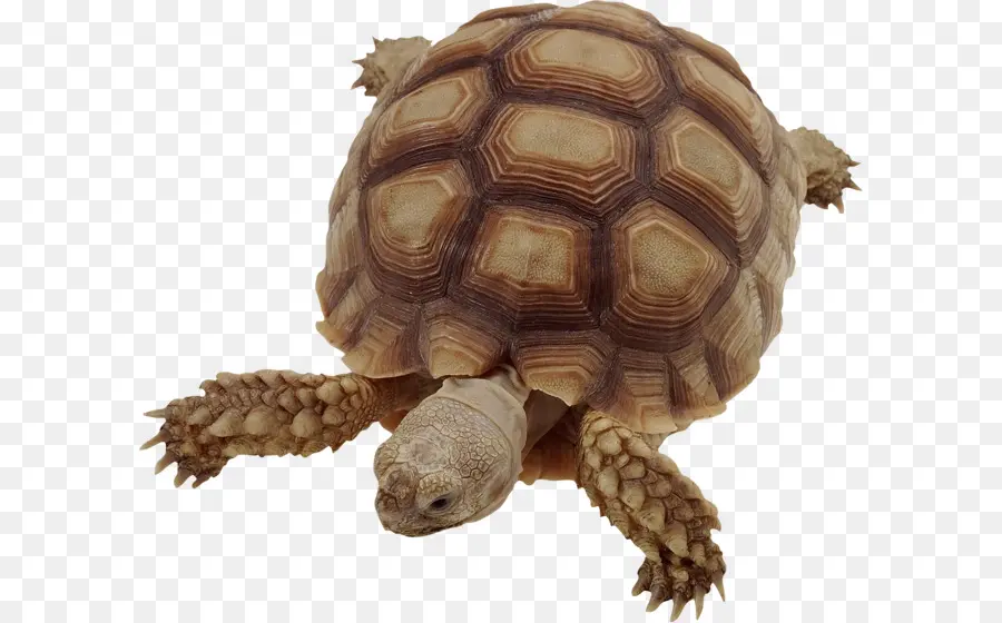 Vertebrados，Turtle PNG