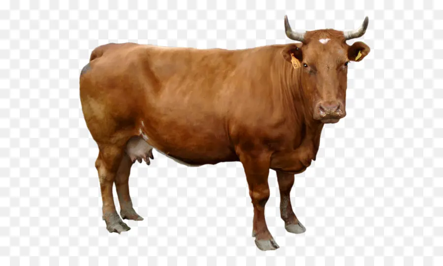 Holstein Frísia Gado，Resolução De Exibição PNG