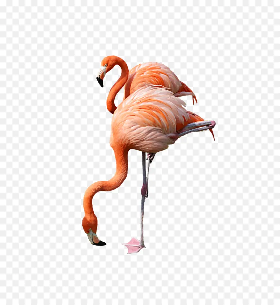 Flamingo，Computador ícones PNG