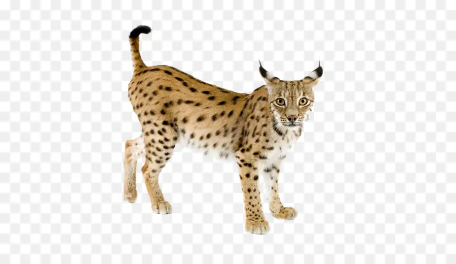 Eurásia Lynx，Gato PNG