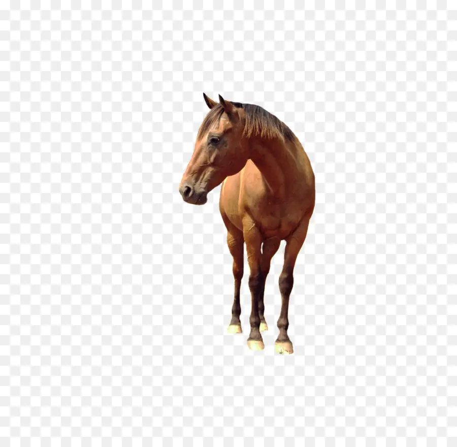 Cavalo，O Comportamento De Cavalo PNG