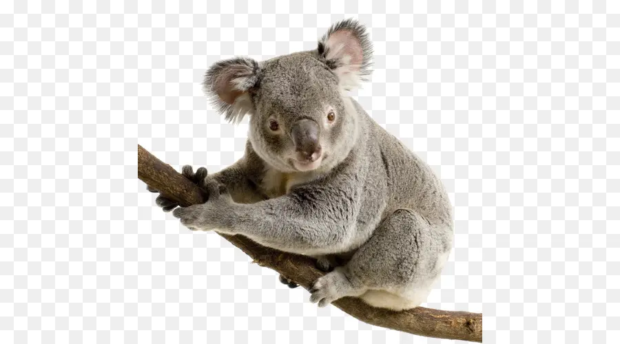 Koala，Austrália PNG